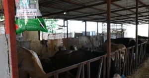 Manisa Büyükşehir Belediyesi, büyükbaş hayvancılık işletmelerinde karasinek kaynaklı hastalıkların ve