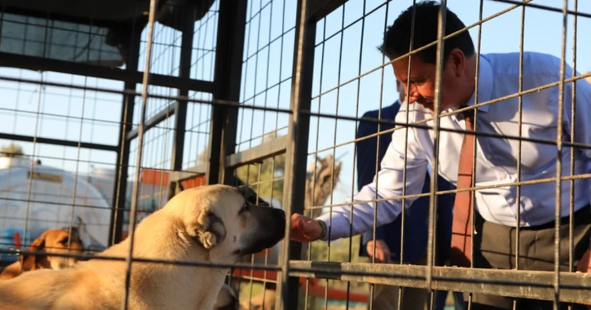 Muğla Büyükşehir’den 3 bin 779 can dosta yeni yuva