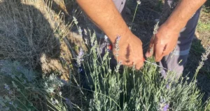 Muğla Milas Belediyesi tarafından dikimi yapılan lavanta fidelerinin çiçek açmasının