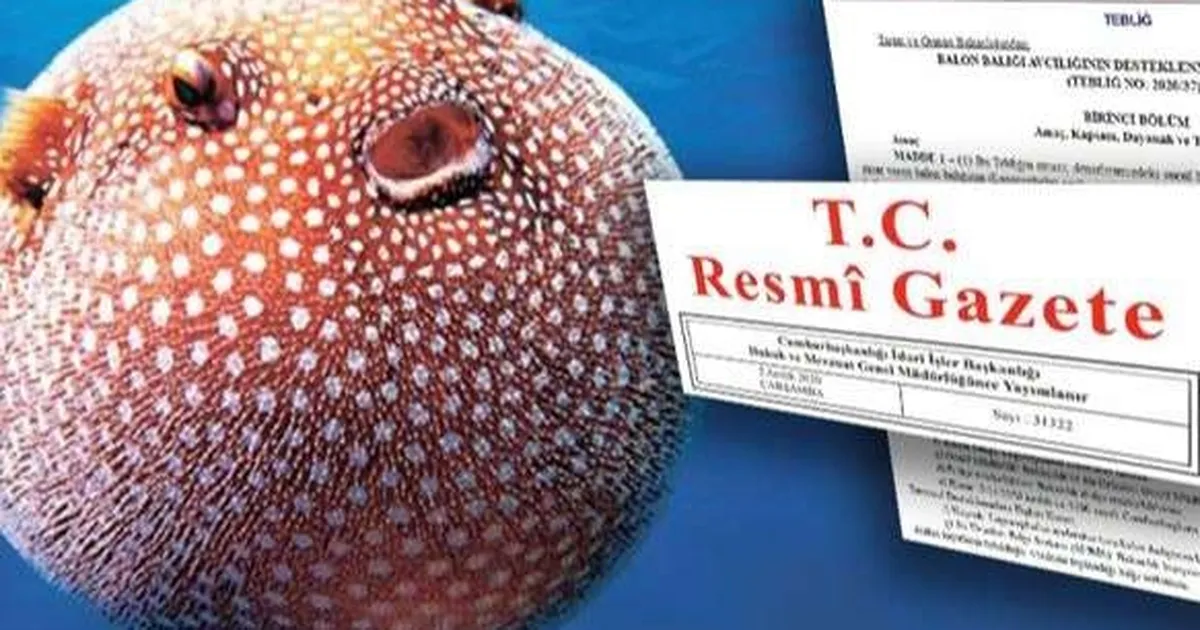 Balon balığı avcılığına yeni destek… Ödemeler artıyor!