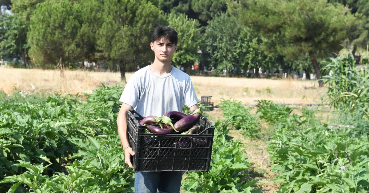 Gazi Tarım’da hasat zamanı