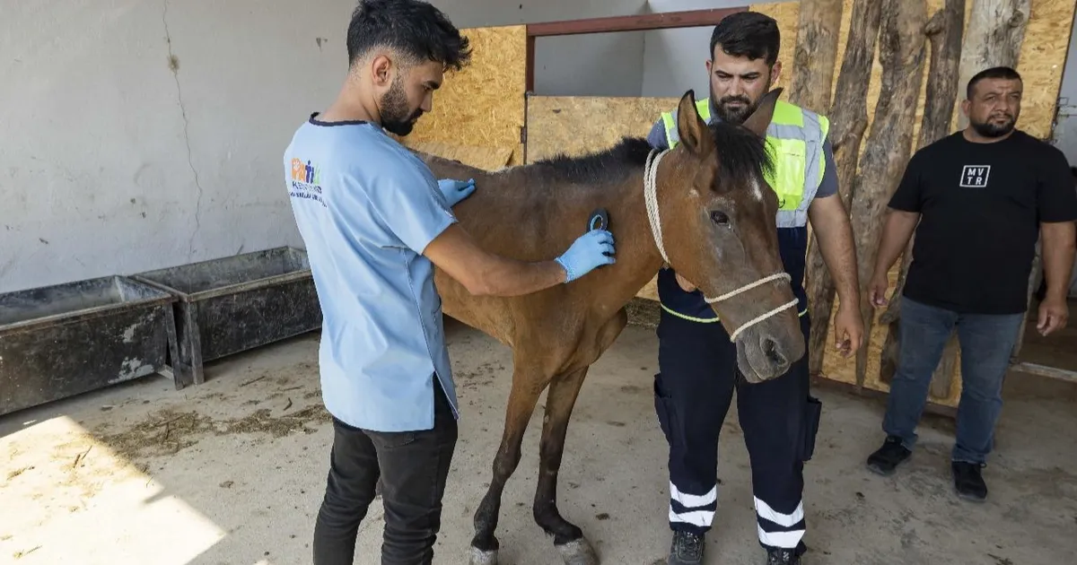 İzmir Buca’da terk edilen atlar Pako’da güvenli yaşama kavuştu