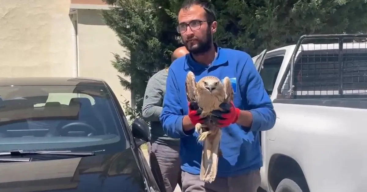 Kayseri Büyükşehir’den yaralı şahine yardım
