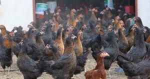 Kocaeli Büyükşehir Belediyesi, ziraî ve hayvansal üretimi desteklemeye yönelik projelerine