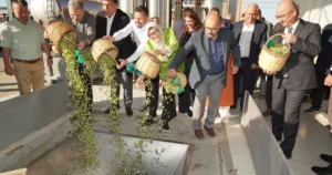 2025/2026 döneminin birinci zeytin hasadı, literatüre geçen dünyanın en düzgün