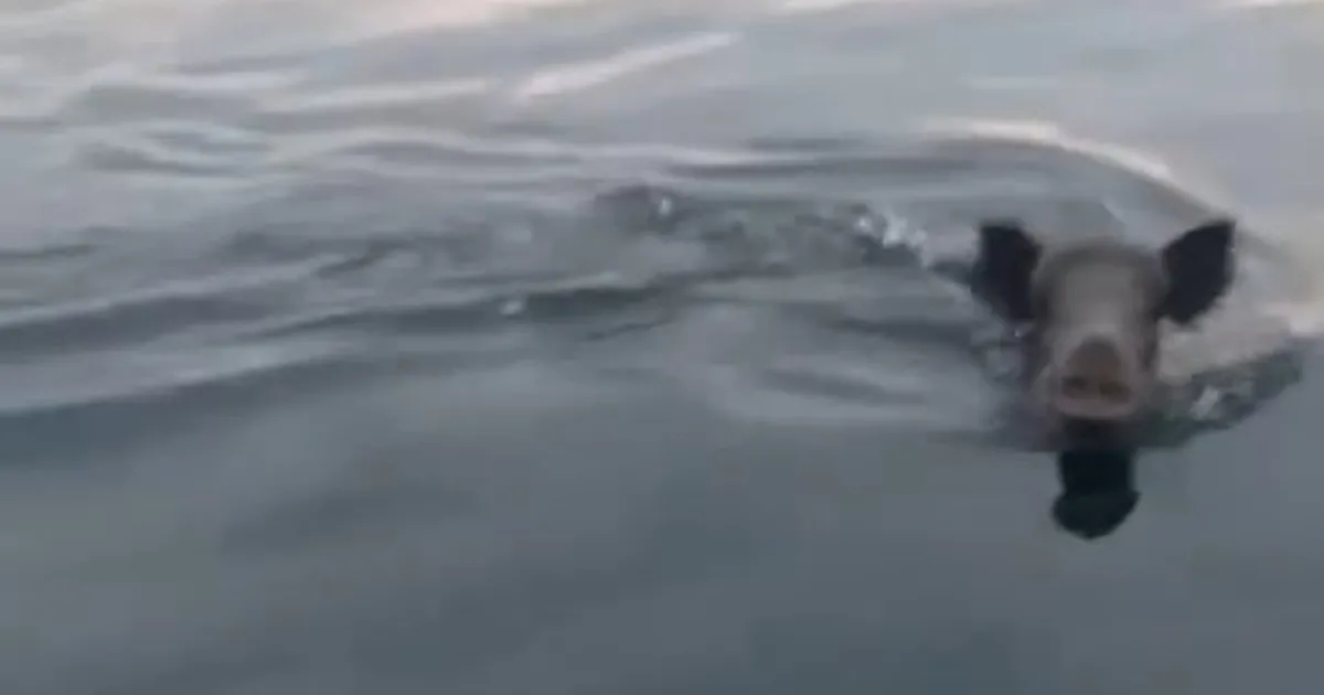 Bursa Mudanya açıklarında yüzen domuz sürprizi