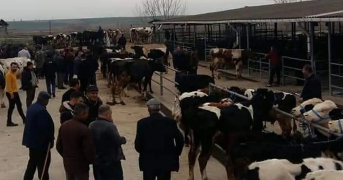 Edirne Keşan’da canlı hayvan pazarı kapatıldı