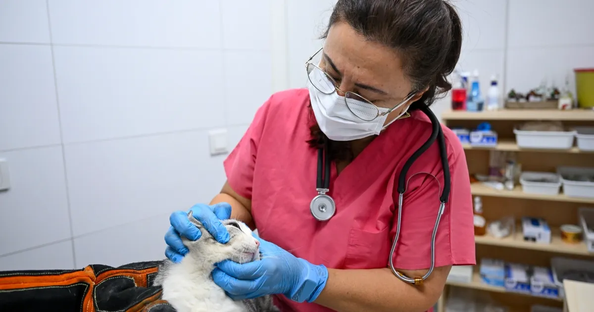 İzmir Bornova’da patili dostlara yeni yuva