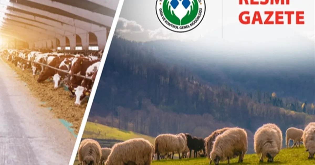 Koyun ve Keçi Yönetmeliği’nde değişiklik… Taahhütname uygulaması kaldırıldı