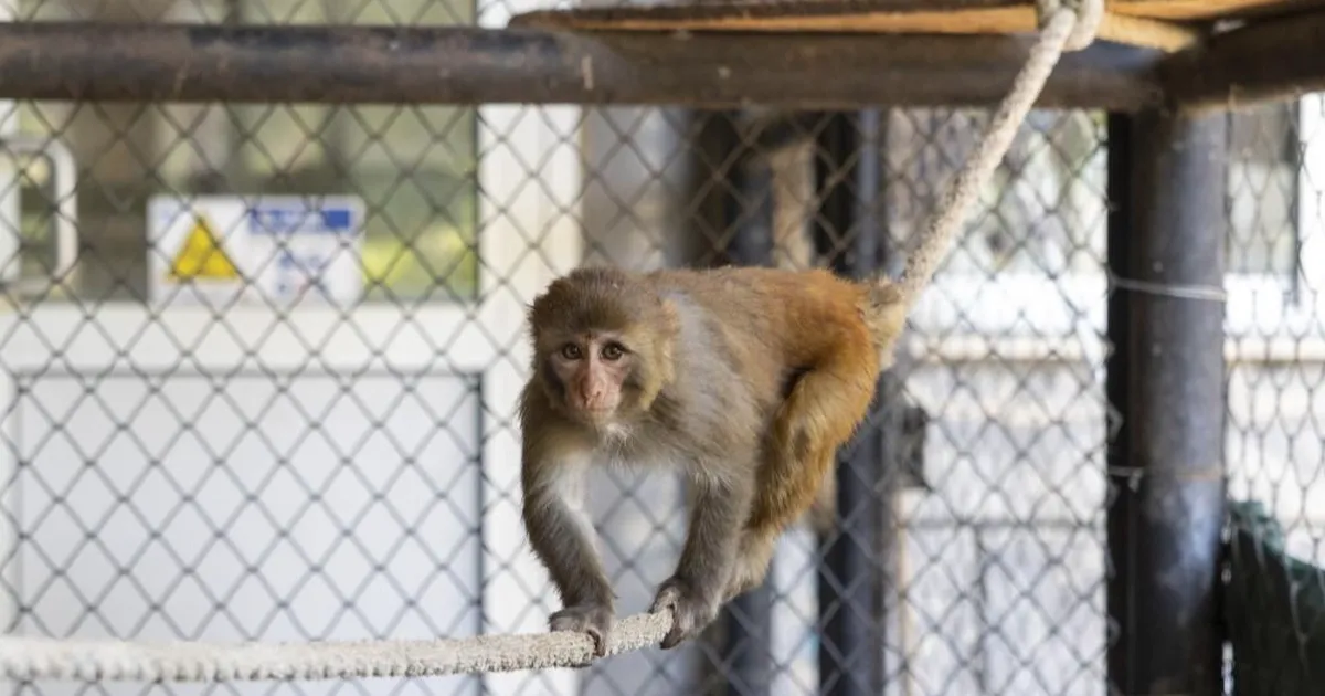 Şiddet mağduru maymun “Şeker” koruma altında