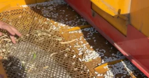 Bursa İnegöl’ün tescilli pahası Cerrah Kuru Fasulyesinde hasat başladı. Yaklaşık