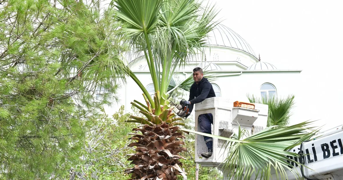 İzmir Çiğli’de sonbahar bakımı