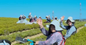 Kocaeli Büyükşehir Belediyesi, katma bedeli yüksek tıbbi ve aromatik bitki