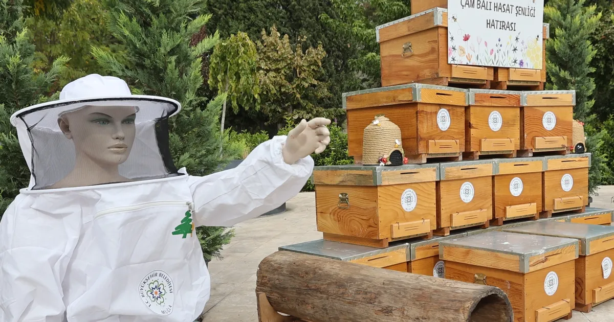 Muğla’da çam balı hasadı coşkuyla kutlandı