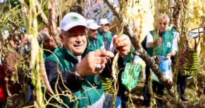 Ordu’nun yöresel tarım eserlerinden biri olan Akkuş şeker fasulyesi, Ordu