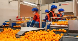 İnce kabuğu, ağır aroması ve yüksek meyve suyu oranıyla öne