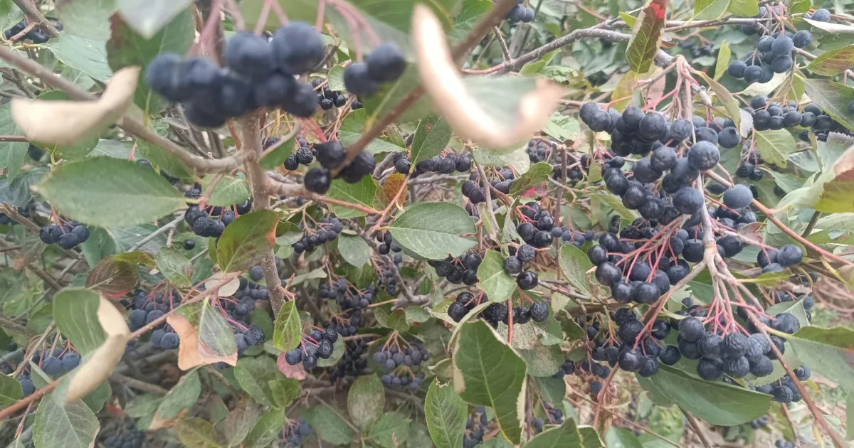 Şifa kaynağı aronya Edirne Enez’de üretiliyor