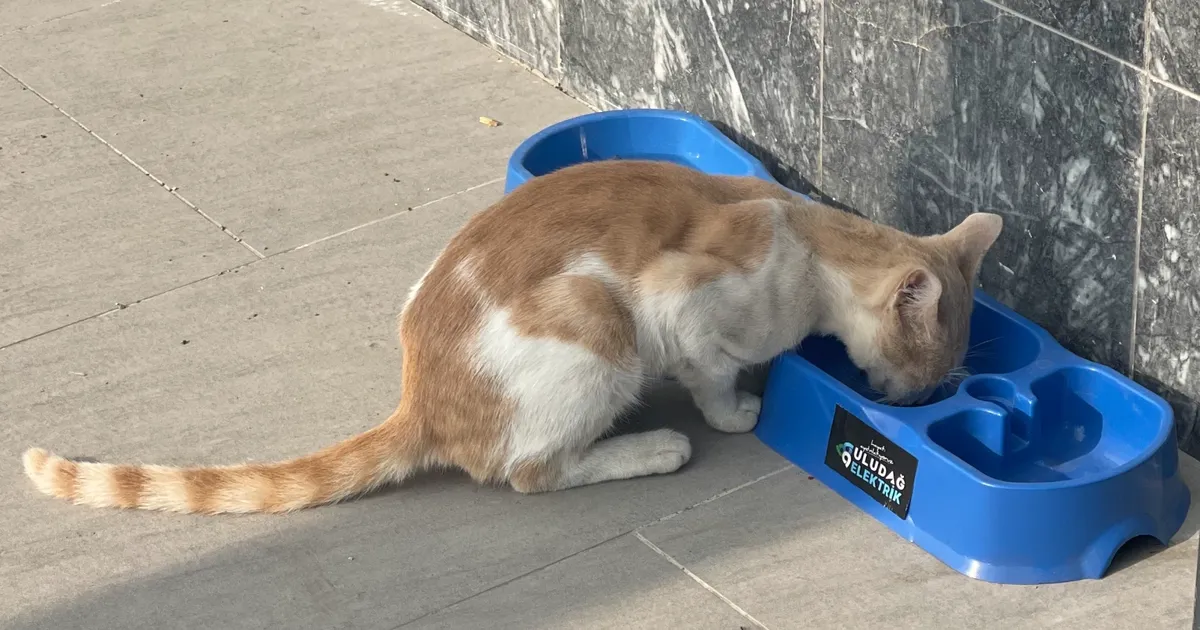 Uludağ Elektrik’in ‘Sevgimiz, Enerjimiz Sizinle’ projesi sokak hayvanlarına umut oluyor