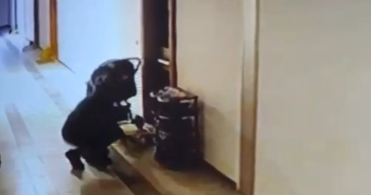 Düzce’de kuryenin ayakkabı hırsızlığı kameraya yansıdı