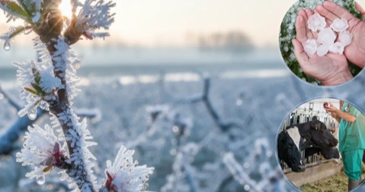 Ekim’de üreticilere 11,6 milyar TL hasar tazminatı ödendi