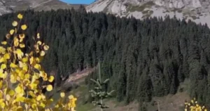 Kastamonu-Çankırı sonundaki Ilgaz Dağı Ulusal Parkı, sonbaharda sarı, kahverengi ve