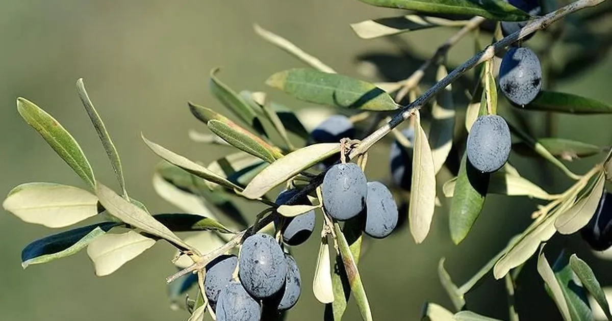 İşte Bursa’da zeytin üreticinin en büyük sorunu