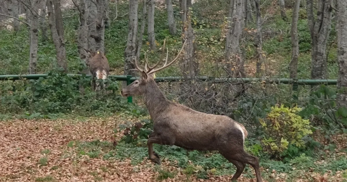 Kocaeli’de 8 kızıl geyik daha Kuzuyayla’ya salındı