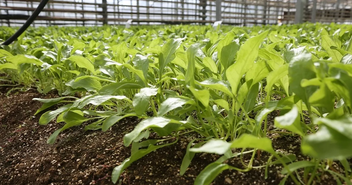 Konya Şeker pancar testlerinde dünya liginde!