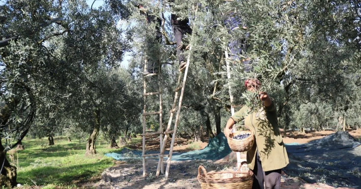 Marmarabirlik zeytin alım fiyatlarını açıkladı… Taban 55 TL, tavan 160 TL!