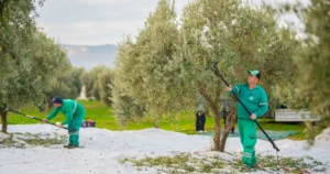 Muğla Milas Belediyesi ilçemizin bereketli topraklarında zeytin hasadına başladı. Zeytin