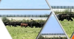 TİGEM; etçi ırk damızlık hamile düve alımında 1. Etap 6.