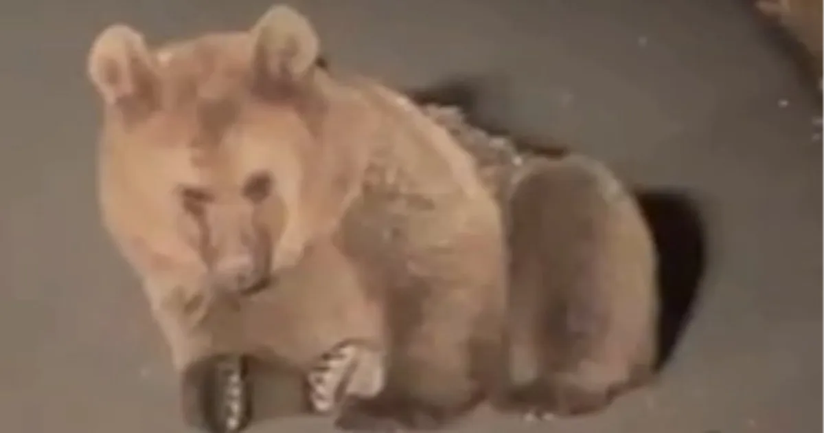 Yaralı bozayı Kars’ta tedavi altında