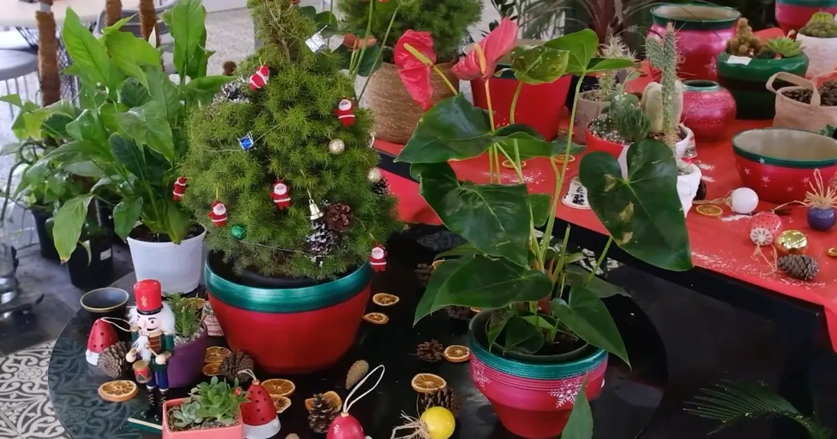 Başkentte bitki evleri görsel şölene dönüştü