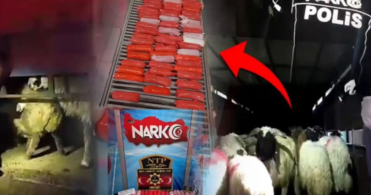 Bunu da yaptılar! Küçükbaş hayvanların karın boşluklarına zulaladılar!