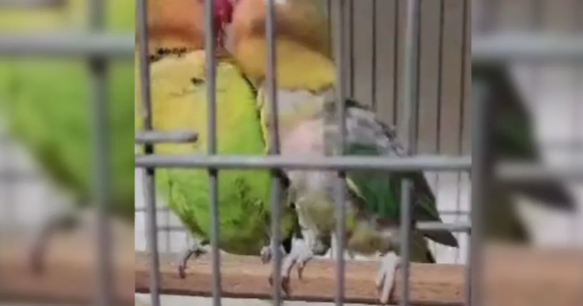 Çanakkale Biga’da belgesiz papağan operasyonu: 9 kuş yakalandı