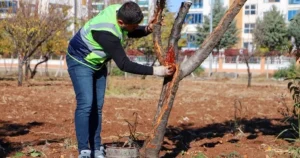 Diyarbakır Büyükşehir Belediyesi, hastalıklı ağaçların sağlıklı halde ömürlerini sürdürmelerini sağlamak