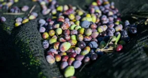 İzmir Bornova Belediyesi, ilçedeki 1500 zeytin ağacında hasada başladı ve
