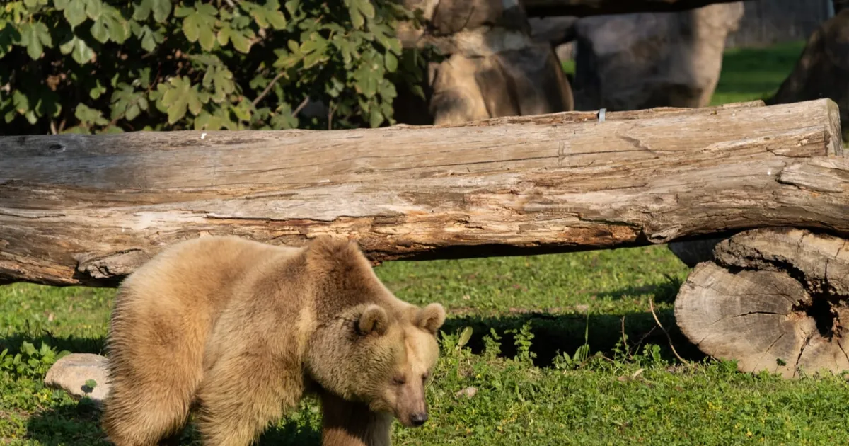 İzmir Doğal Yaşam’ın yeni sakinleri siyah jaguar ve boz ayı oldu