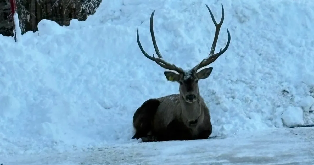 Karla kaplı Kuzuyayla’da kızıl geyik görüntülendi