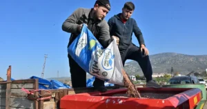 Manisa Büyükşehir Belediyesi tarafından sağlanan yem bitkisi tohumu desteği kapsamında,