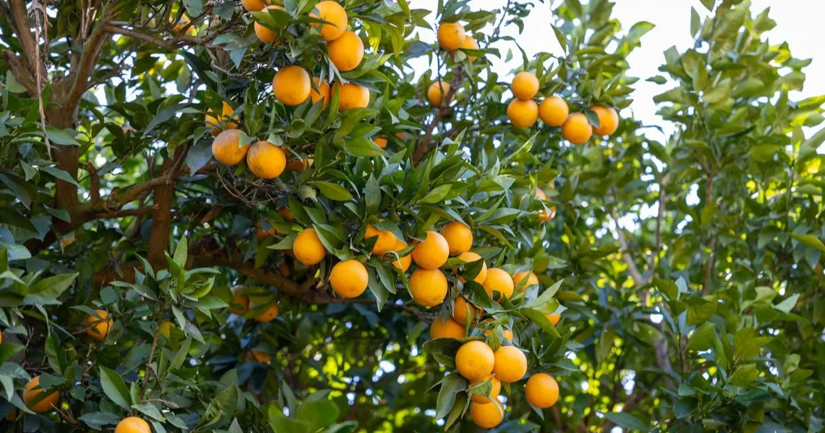 Mersin Kan Portakalı coğrafi işaret tescili aldı