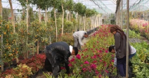 Muğla Büyükşehir Belediyesi tarafından Köyceğiz Beyobası’nda hayata geçirilen “Alım Garantili