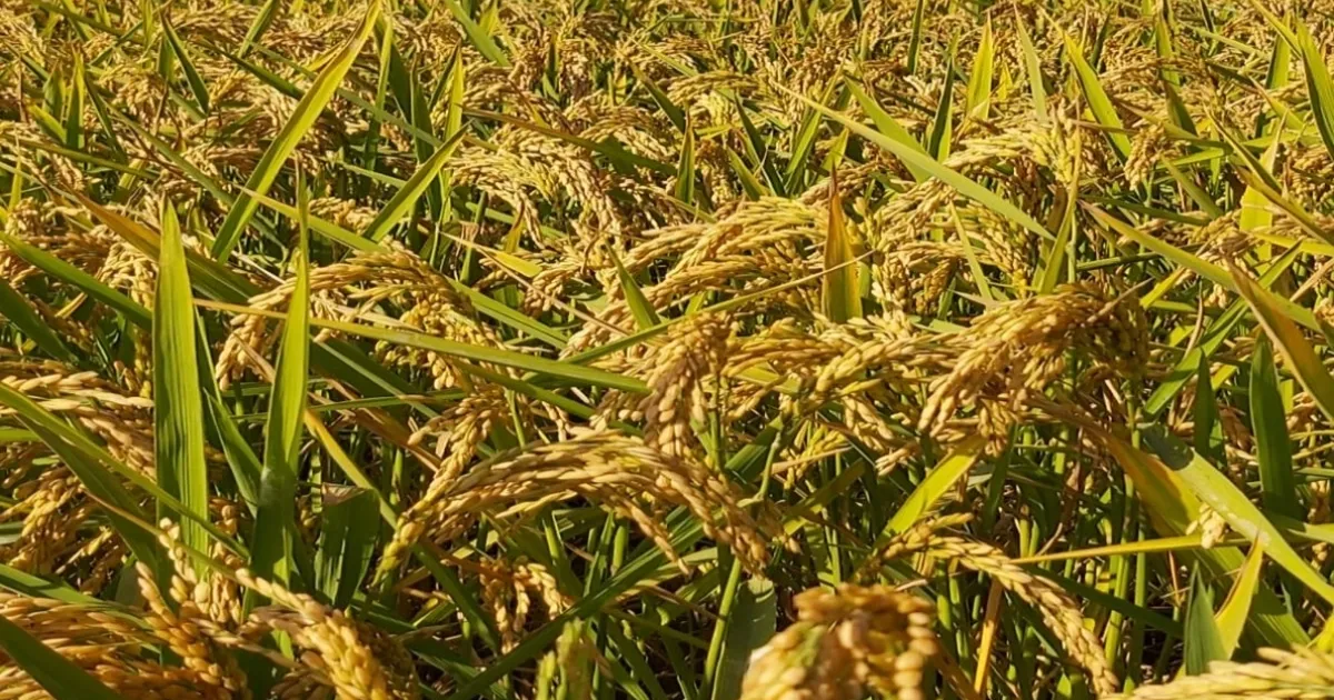 Pirinç ithalatı Ekim’de 13 kat arttı