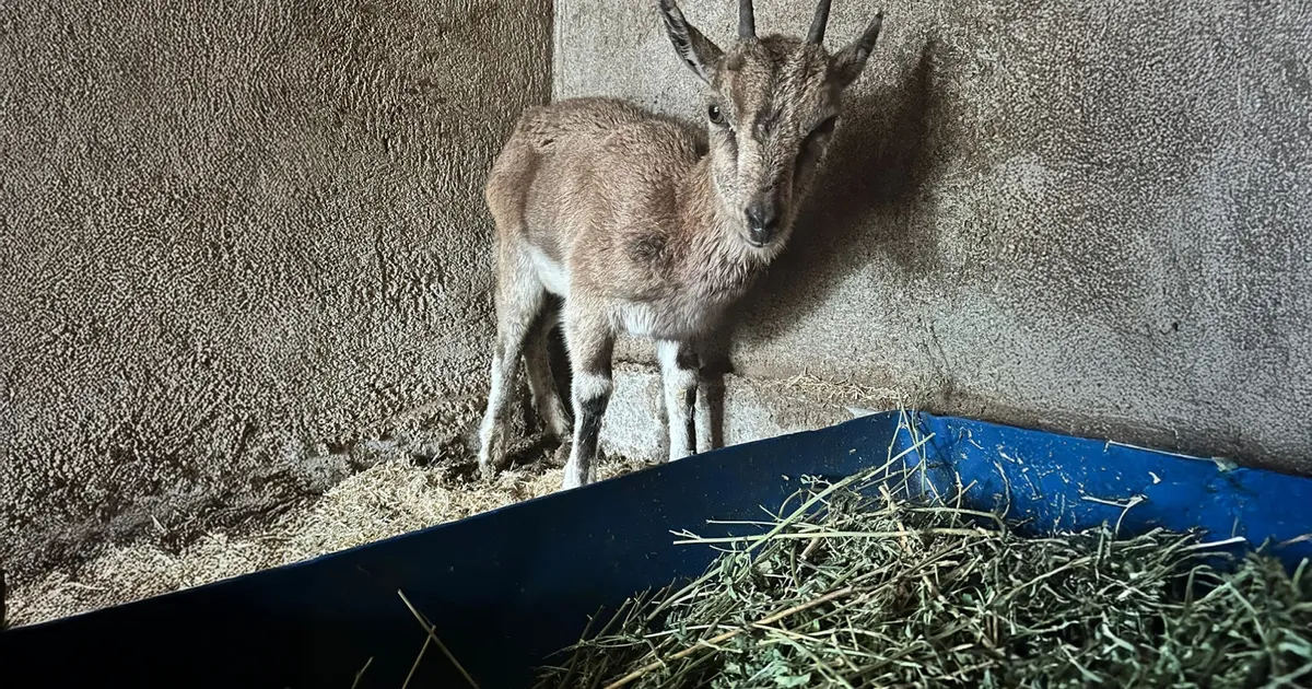 Finike’deki bitkin keçi Kumluca’da tedavi altına alındı