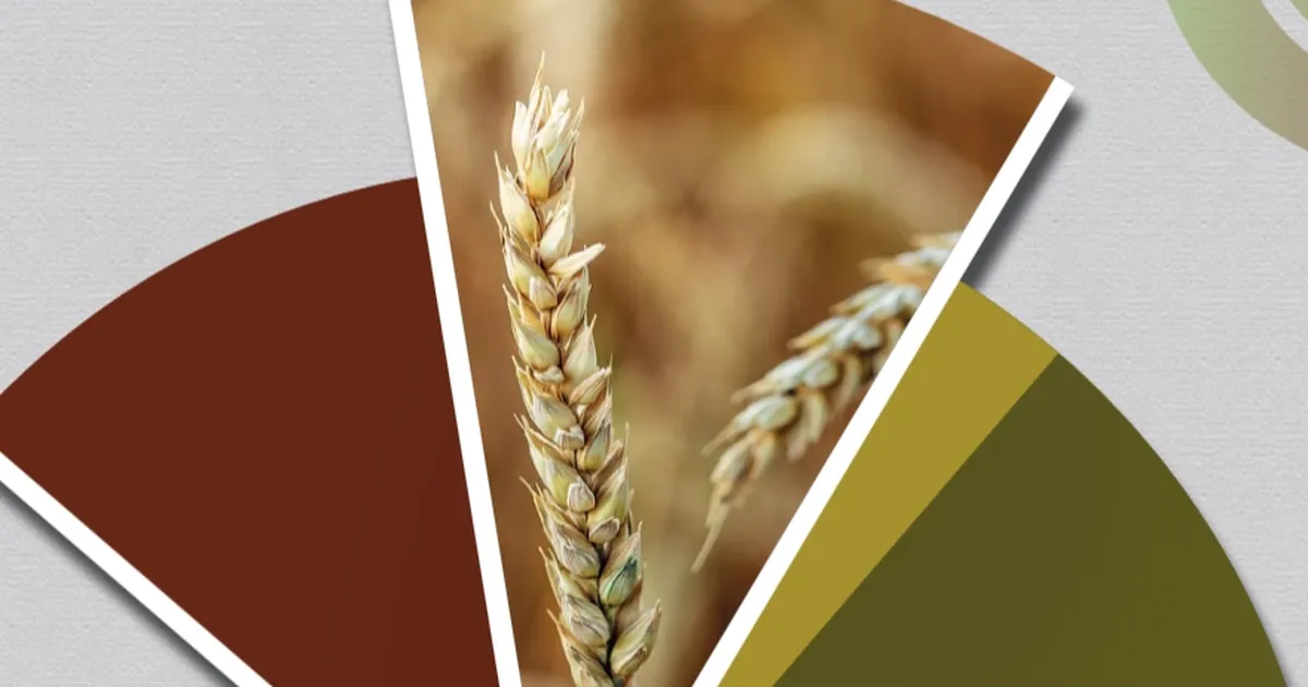 Hububat ve bakliyatta ekilişler gecikti, gelişim yavaşladı… TMO’dan fenolojik rapor alarmı!