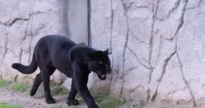 İleri yaşına bağlı sağlık sorunları oluşan ve bu nedenle özel