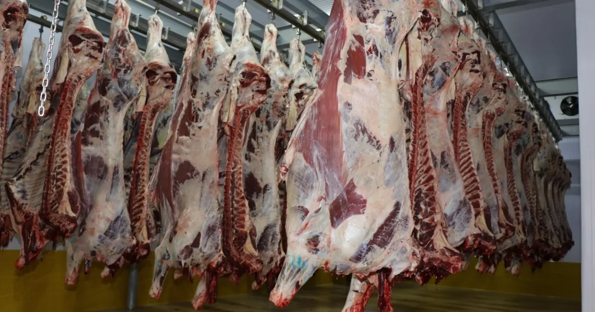 Kocaeli Mezbahası’nda 6 bin 29 kesim yapıldı