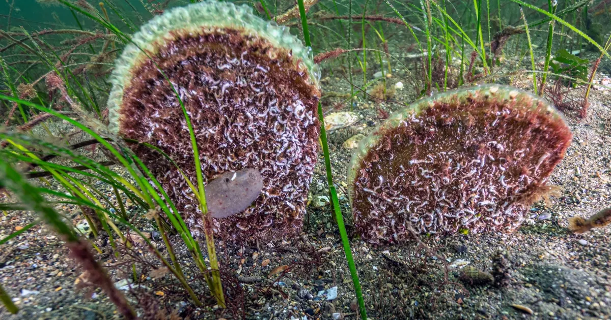 Marmara’dan umut veren keşif! Eskihisar Kalesi dibinde pina popülasyonu