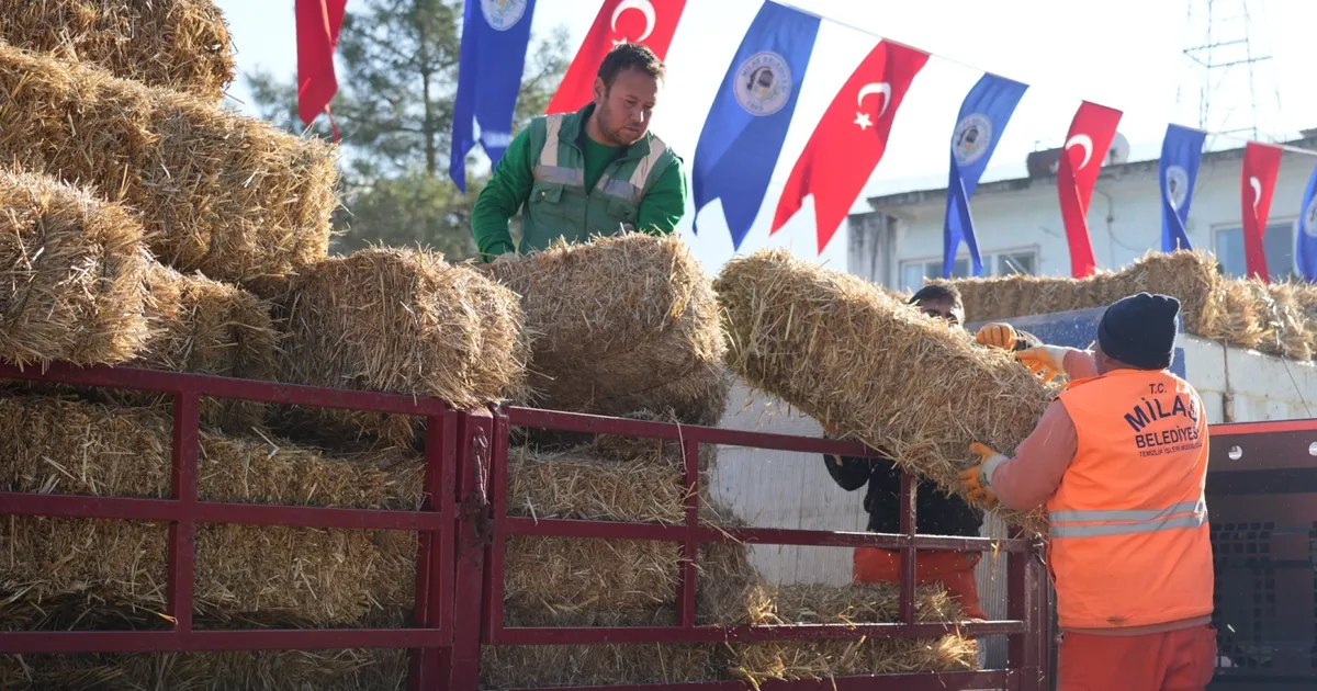 Milas’ta üreticilere yem ve saman desteğine devam