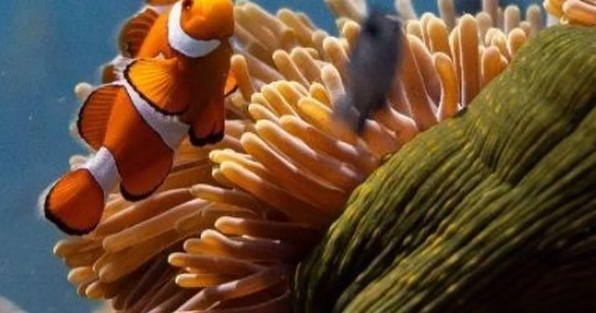 Okyanusların sesi Elhamra Sahnesi’nde
